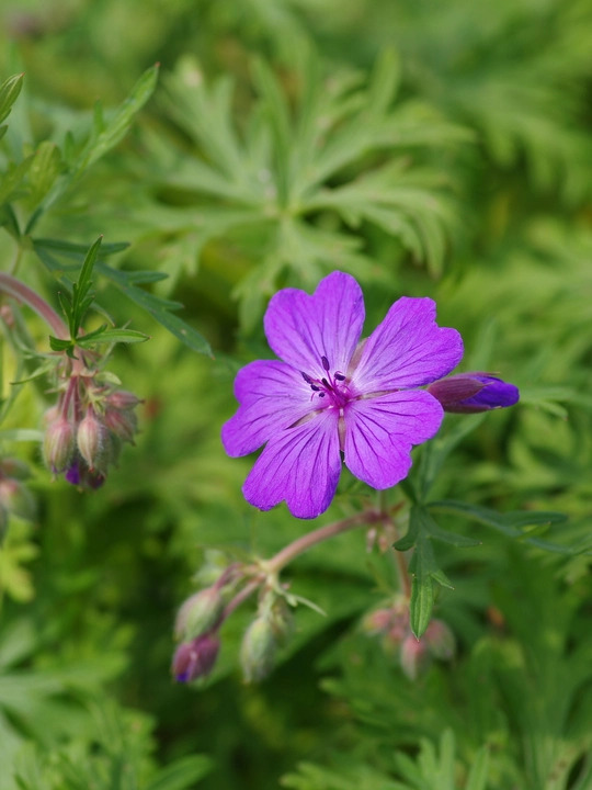 Geranium malviflorum