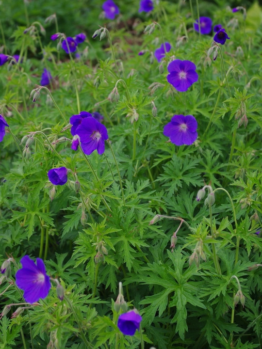 Geranium 'Orion'