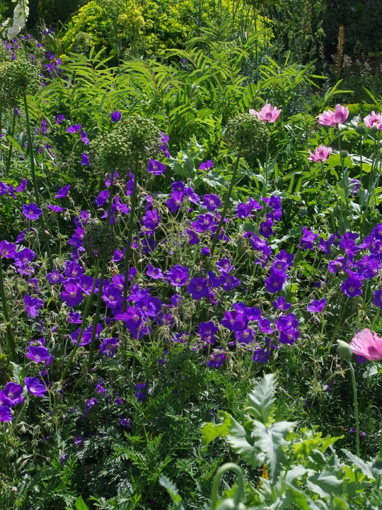 Geranium 'Orion'