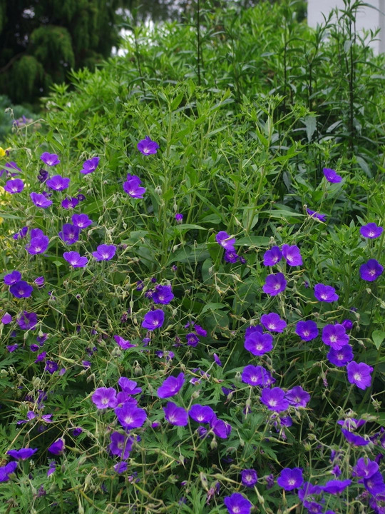 Geranium 'Orion'
