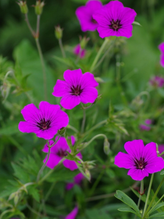 Geranium [Patricia] ('Brempat')