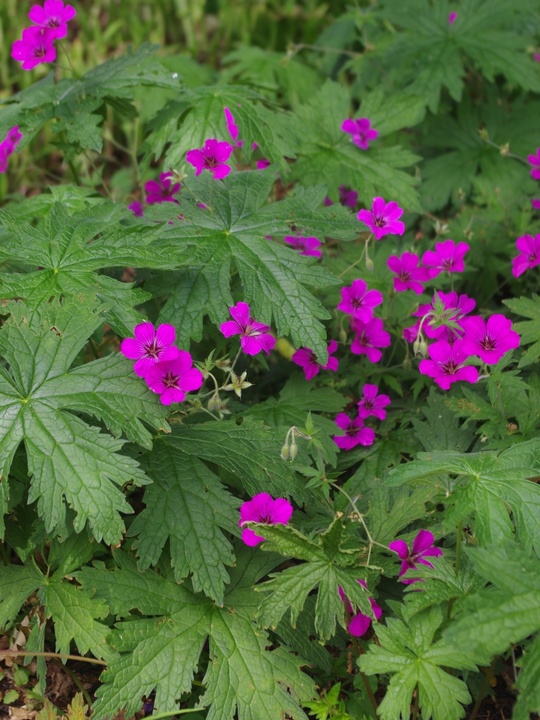 Geranium [Patricia] ('Brempat')