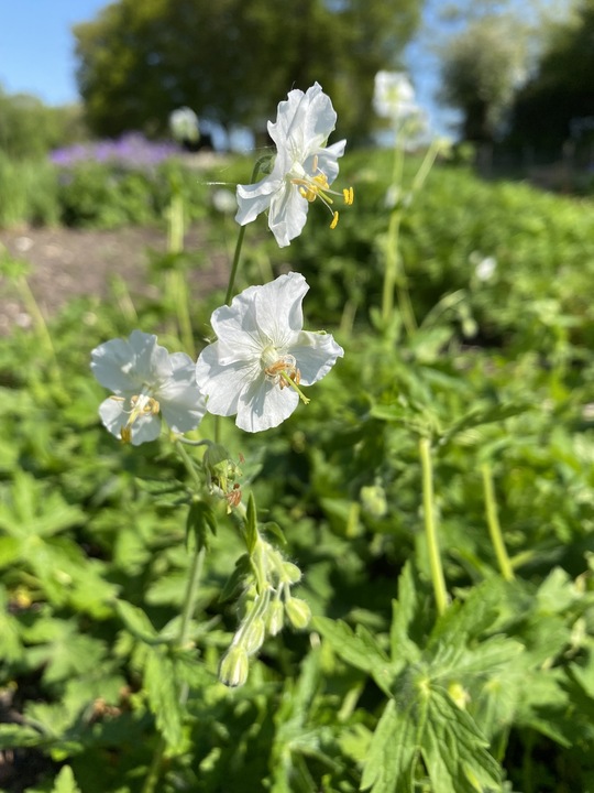 Geranium phaeum 'Album'