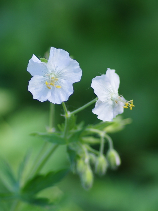 Geranium phaeum 'Album'