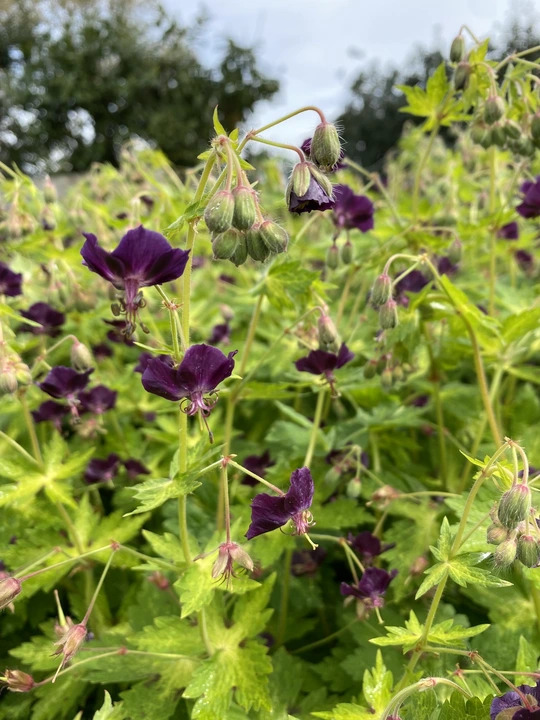 Geranium phaeum 'Lisa'