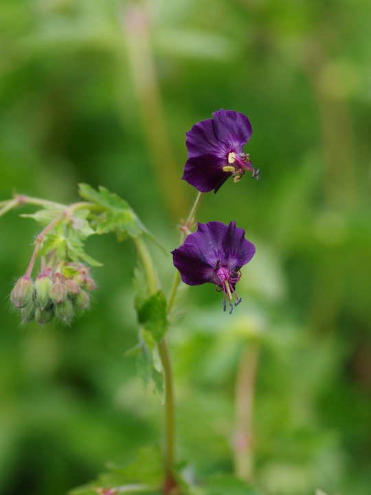 Geranium phaeum 'Lisa'