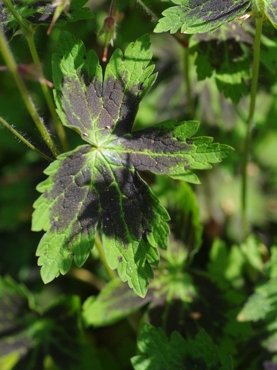 Geranium phaeum var. phaeum 'Samobor'