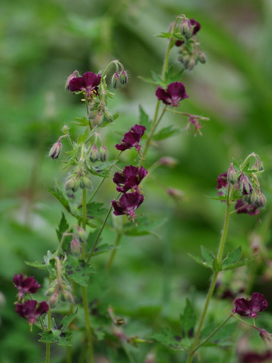 Geranium phaeum var. phaeum 'Samobor'