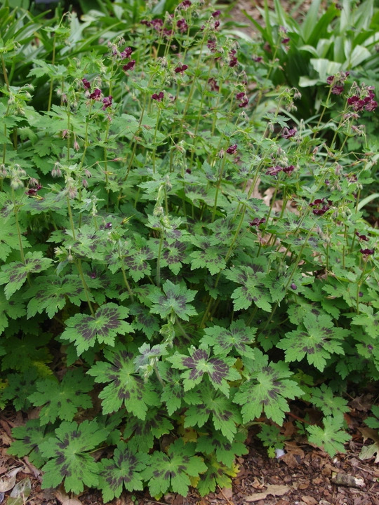 Geranium phaeum var. phaeum 'Samobor'
