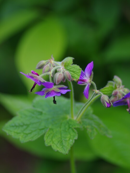 Geranium platyanthum