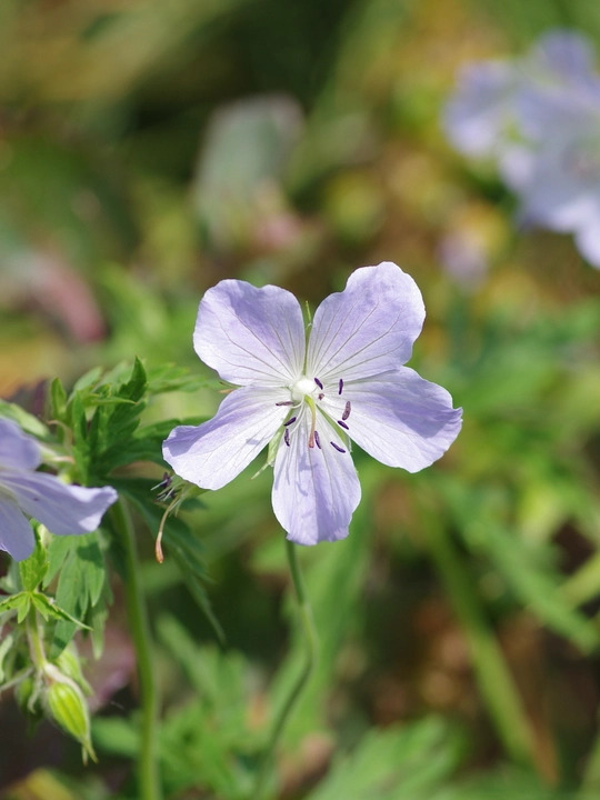 Geranium pratense 'Mrs Kendall Clark'