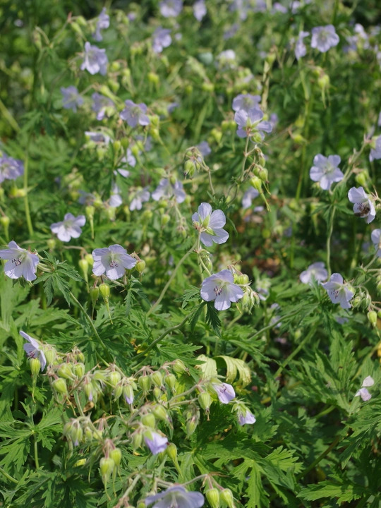 Geranium pratense 'Mrs Kendall Clark'