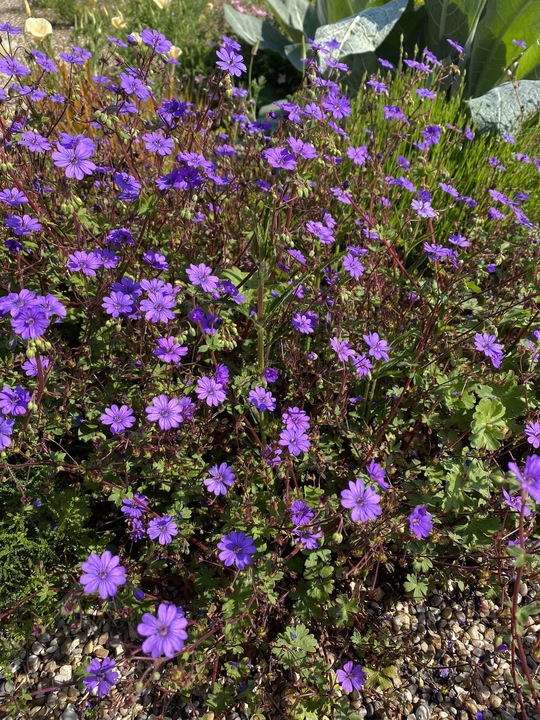 Geranium pyrenaicum 'Bill Wallis'
