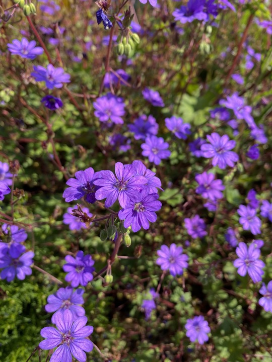 Geranium pyrenaicum 'Bill Wallis'