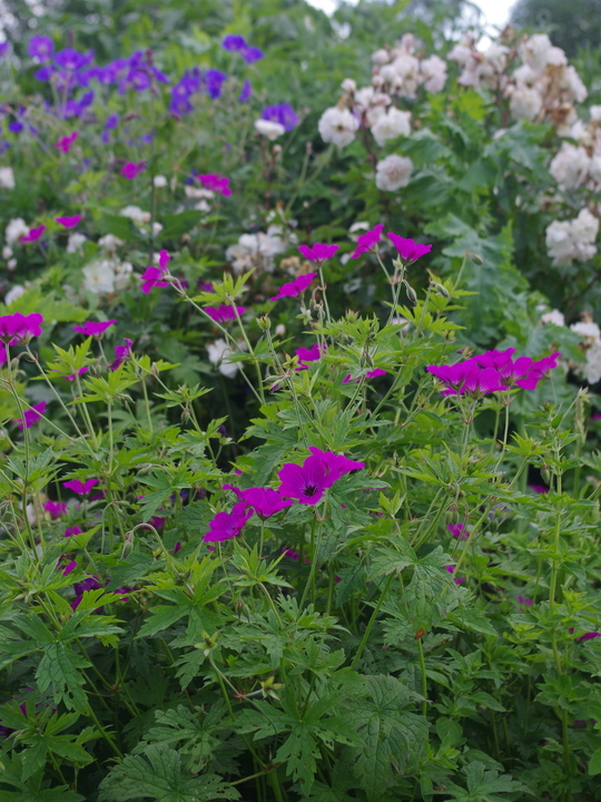 Geranium 'Red Admiral'