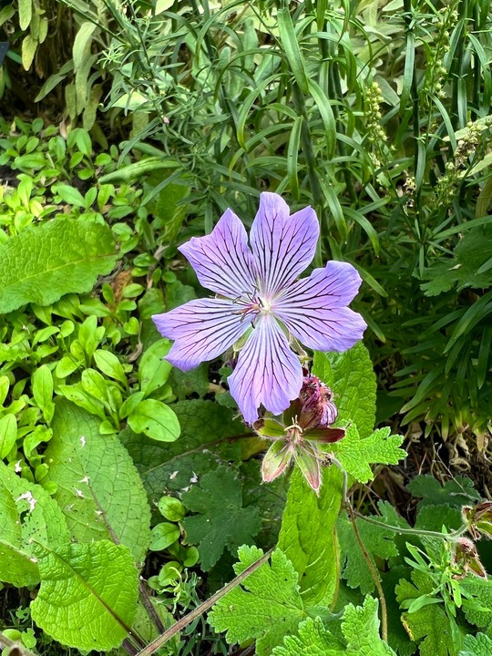 Geranium renardii 'Tcschelda'