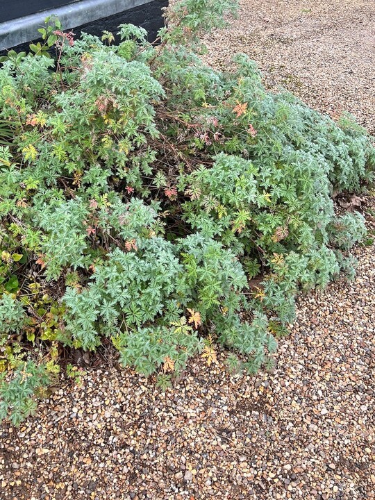 Geranium robustum (aff.)