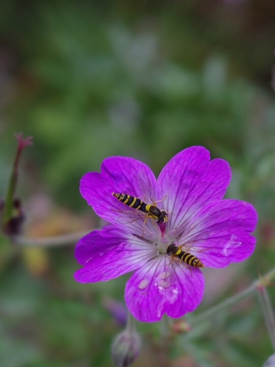 Geranium robustum (aff.)