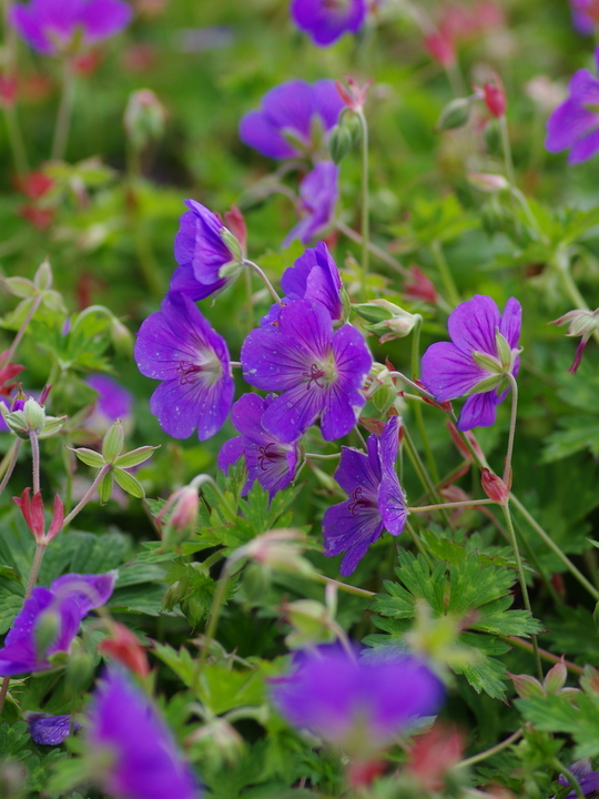 Geranium [Rozanne] ('Gerwat')