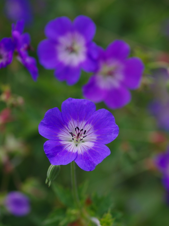 Geranium [Rozanne] ('Gerwat')