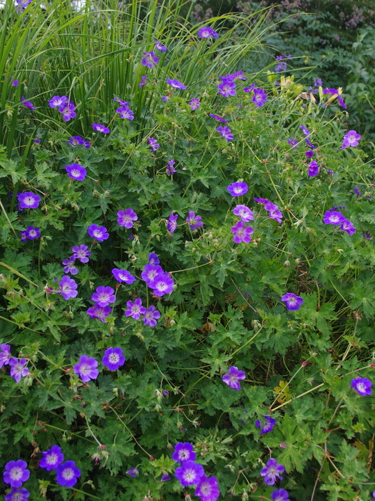 thumbnail image 2 of 25+ Rozanne (Gerwat) Geranium Seeds – Perennial, Purple Flowers, Easy To Grow, USA Shipping 2 of 5