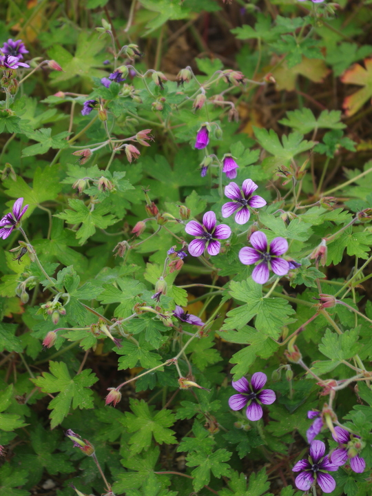 Geranium 'Salome'