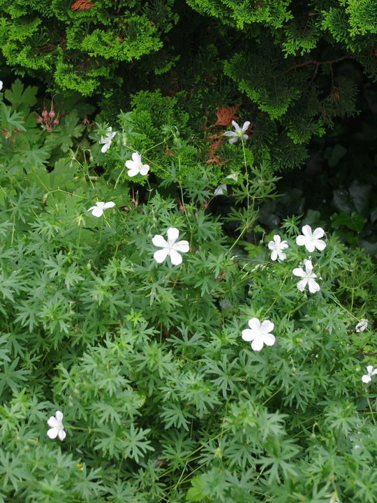 Geranium sanguineum 'Album'