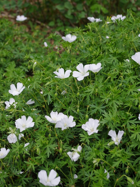 Geranium sanguineum 'Album'