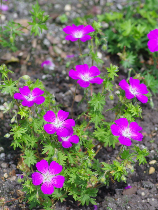 Geranium sanguineum