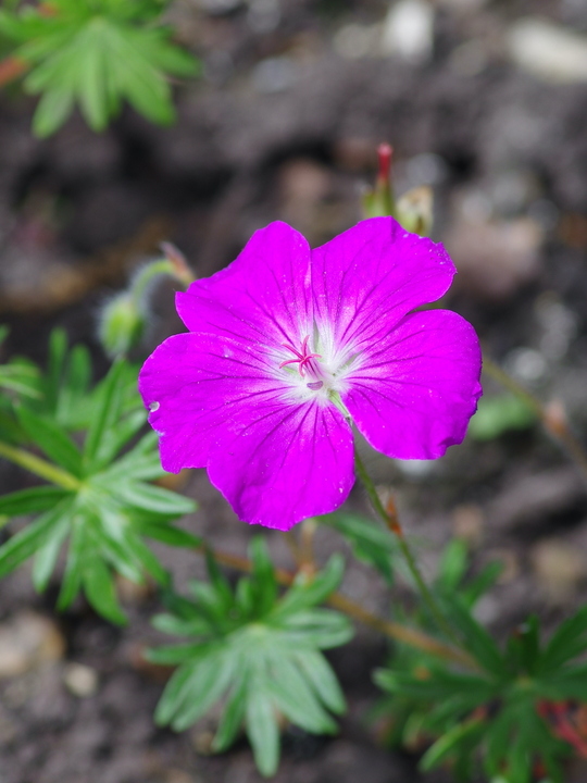 Geranium sanguineum