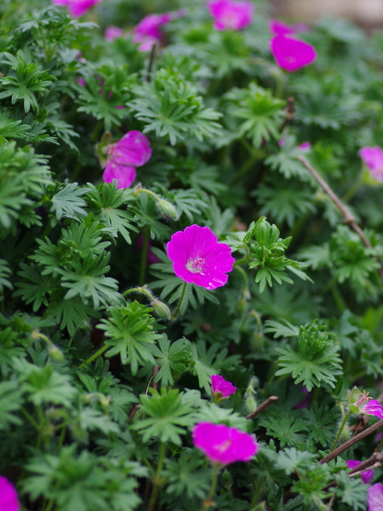 Geranium sanguineum 'Red Robin'