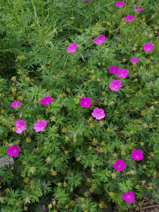 Geranium sanguineum 'Red Robin'