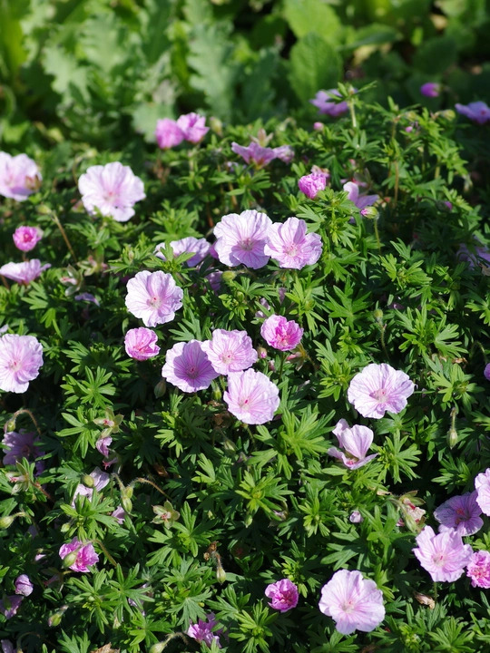 Geranium sanguineum var. striatum