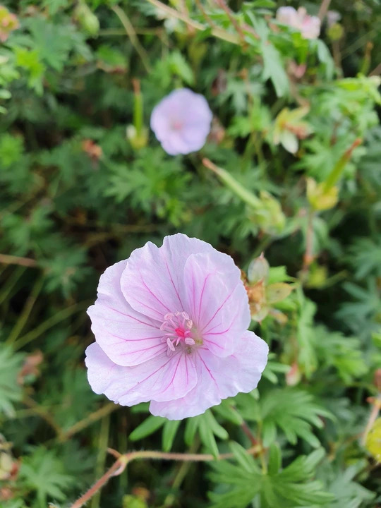 Geranium sanguineum var. striatum