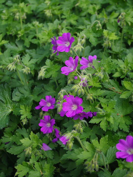 Geranium 'Sirak'