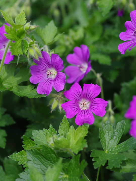 Geranium 'Sirak'