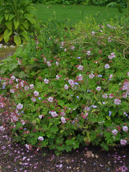 Geranium x cantabrigiense 'Biokovo'