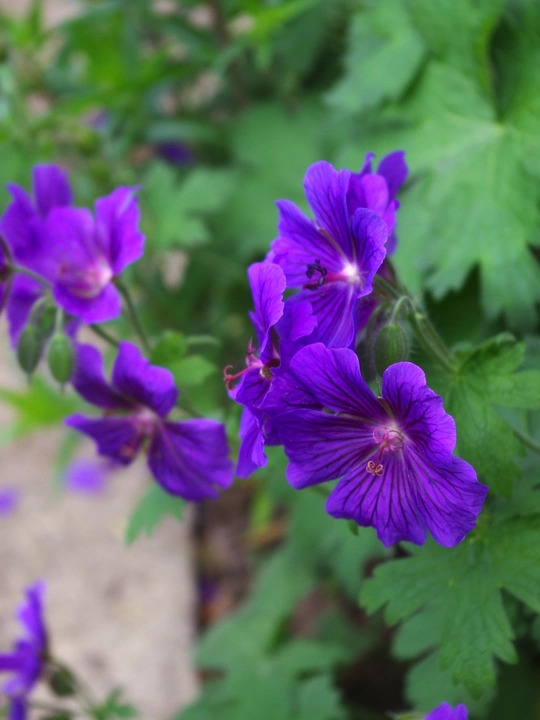 Geranium x magnificum