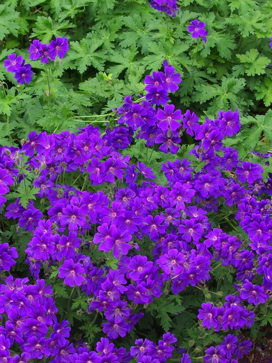 Geranium x magnificum