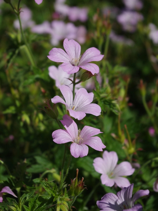 Geranium x oxonianum 'Rebecca Moss'