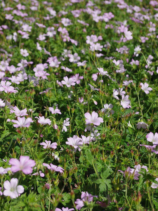 Geranium x oxonianum 'Rebecca Moss'