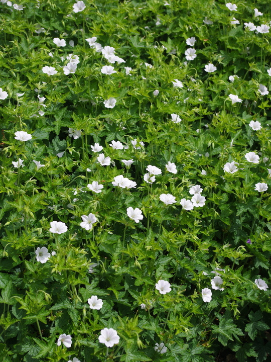 Geranium x oxonianum 'Westacre White'