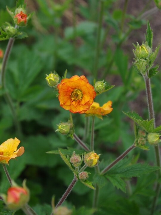 Geum 'Prinses Juliana'
