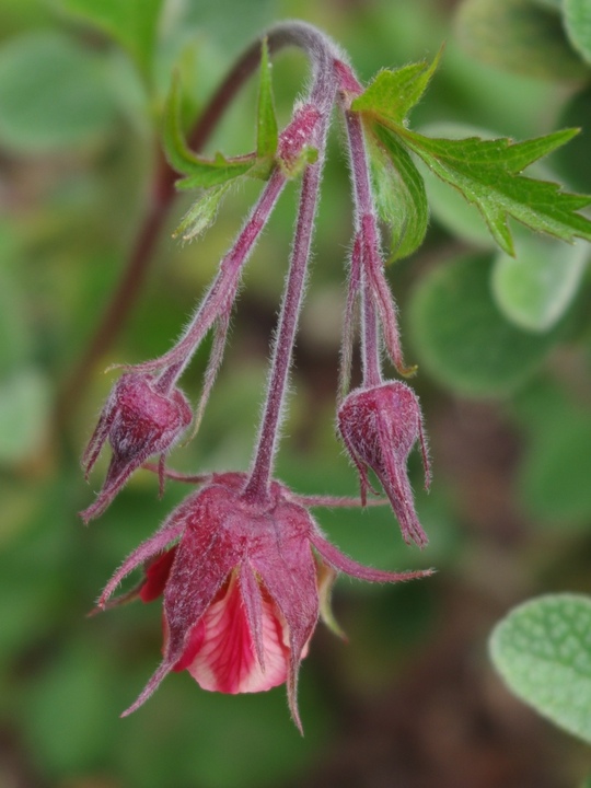 Geum rivale 'Leonard's Variety'