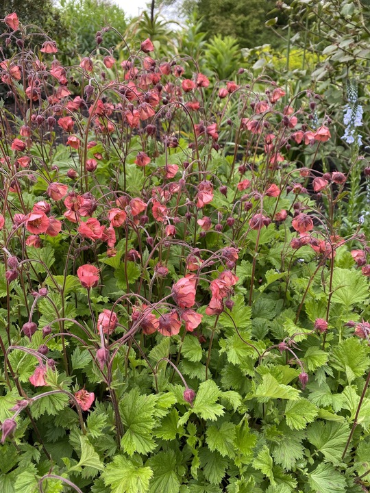 Geum rivale 'Leonard's Variety'