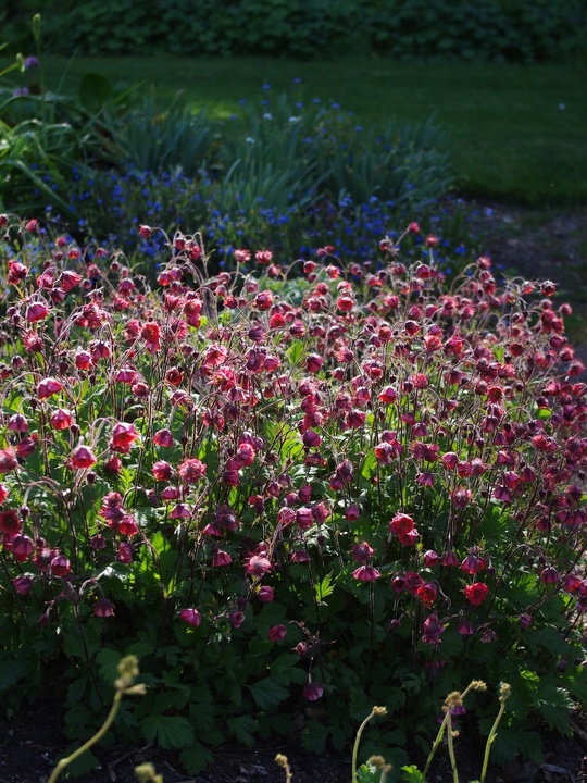 Geum rivale 'Leonard's Variety'