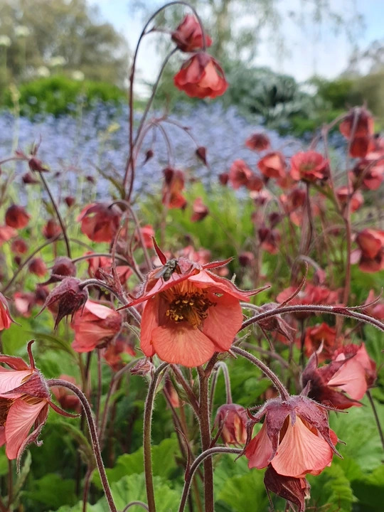 Geum rivale 'Leonard's Variety'