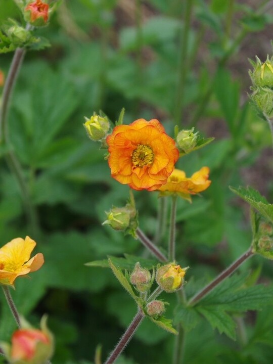 Geum 'Totally Tangerine'