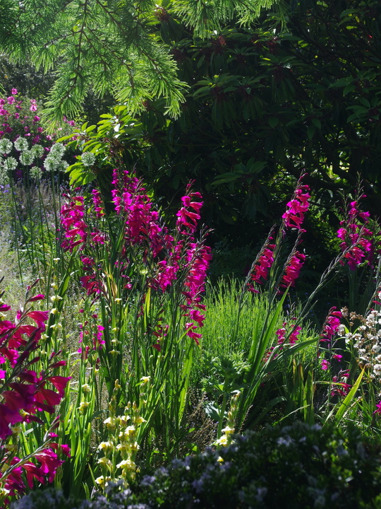 Gladiolus communis subsp. byzantinus