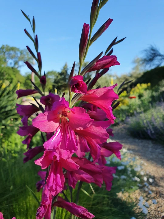 Gladiolus communis subsp. byzantinus